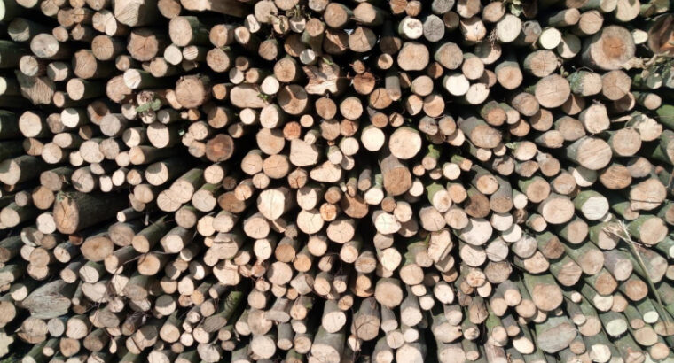 Ogrijevna drva siječenica Slavonija