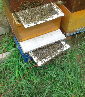 Automatski skupljač otrova pčela BVC2016
