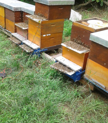 Automatski skupljač otrova pčela BVC2016