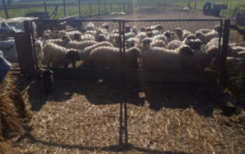 Ovce sa janjcima