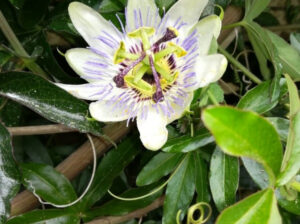 Pasiflora (kruna isusova)  Prekrasan cvijet