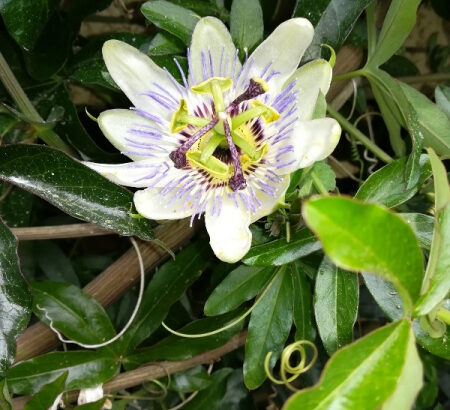 Pasiflora (kruna isusova)  Prekrasan cvijet
