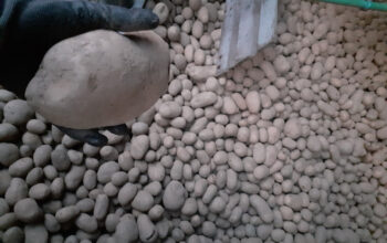 Krumpir 0.50kn/kg
