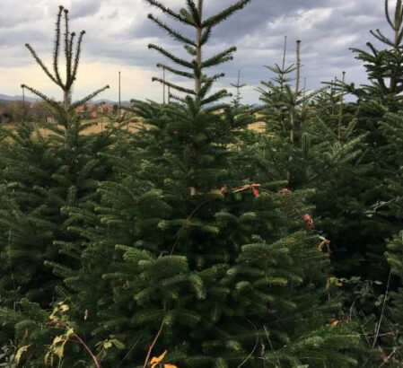 Božićna drvca, Nordmandijska jela – Abies nordmanniana