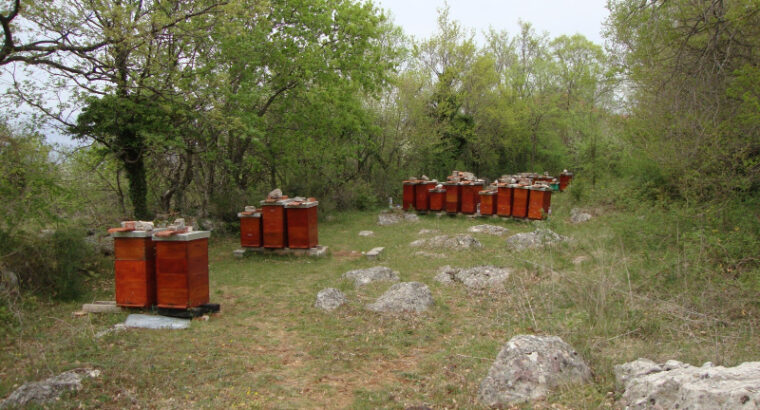 Prodaja pčelinjih društava