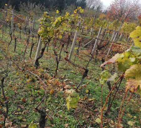 Vinograd,Pleterničko vinogorje