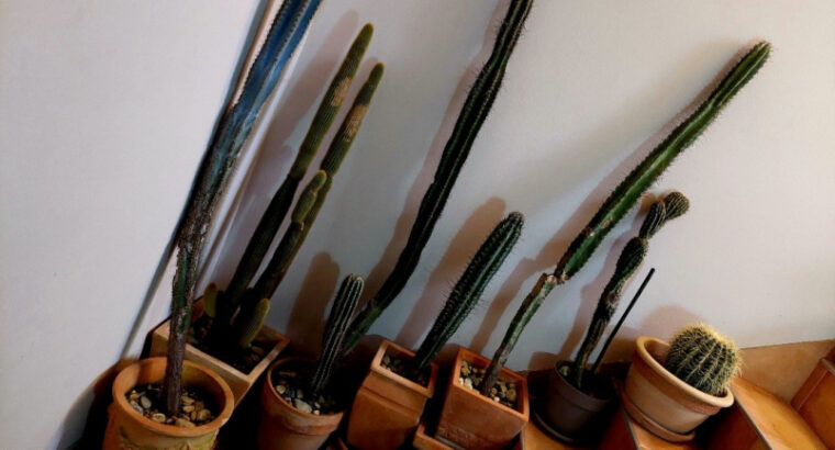 Dekoracijski kaktusi