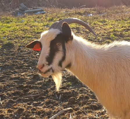 Hrvatska šarena koza,