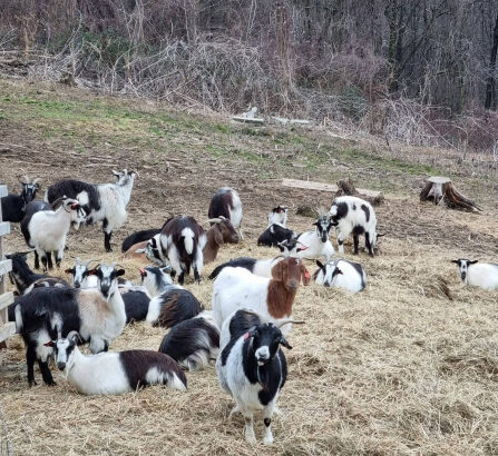 Hrvatska šarena koza,