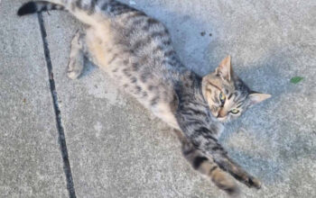 Pronađena lijepa mlada maca traži udomitelja