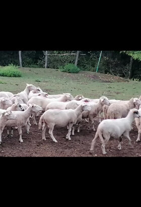 Prodajem ili mjenjam bređe ovce