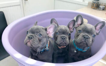 Super slatki štenci francuskog buldoga na prodaju