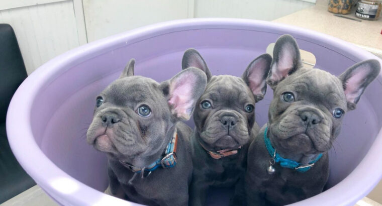 Super slatki štenci francuskog buldoga na prodaju