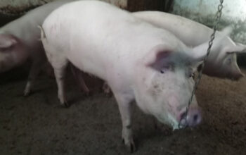 Prodajem svinje/bravce 120-150kg