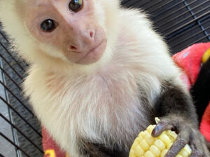 Prodajem ženski majmun kapucin bijele boje lica (molim samo ozbiljne u