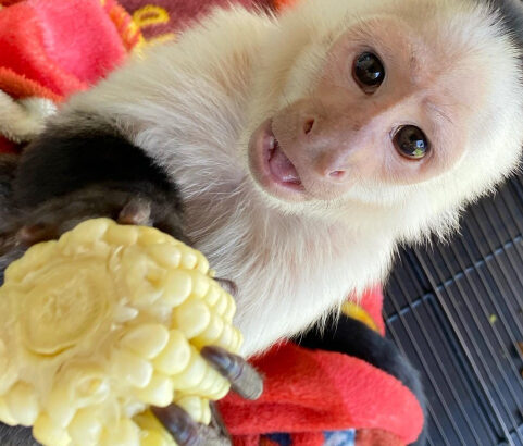 Prodajem ženski majmun kapucin bijele boje lica (molim samo ozbiljne u
