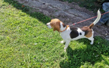 Bigl/beagle trobojni mužjak s RODOVNIKOM,beagle stenci