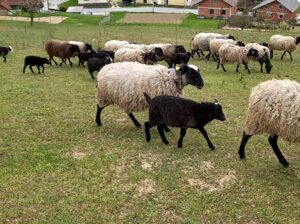 Prodajem romanovske ovce