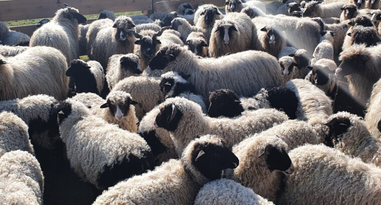 Janjci i ovce