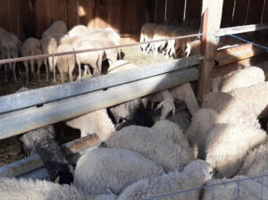 Prodajem ovce i janjad (450kn komad)zamjena za malčer ili rotobranu