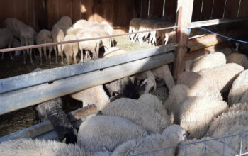 Prodajem ovce i janjad (450kn komad)zamjena za malčer ili rotobranu