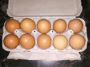 Domaća kokošja jaja 1kn/kom