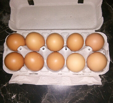 Domaća kokošja jaja 1kn/kom