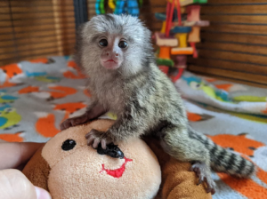 Zdrave bebe marmozet majmuna dostupne