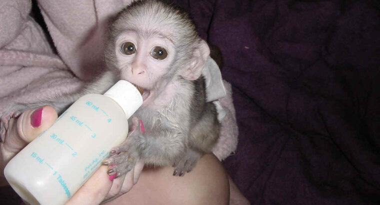 Prodajem ženku majmuna kapucin (molim samo ozbiljne upite)