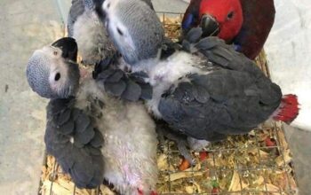 Ručno uzgojena beba afričke sive papige