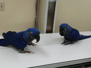 Prodajem papigu Hyacinth Macaw