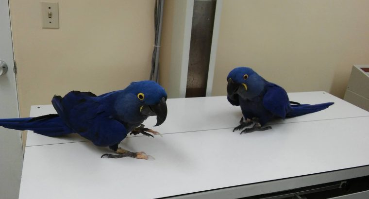 Prodajem papigu Hyacinth Macaw