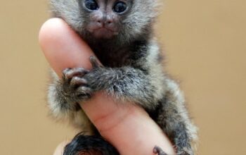 Na prodaju marmozet majmuni