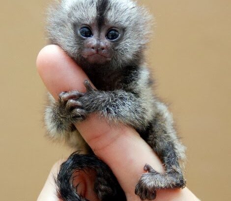 Na prodaju marmozet majmuni