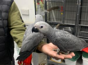Afričke sive papige dostupne za prodaju