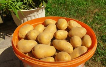 Krumpir 0.80€/kg