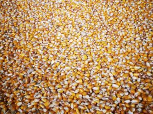 Kukuruz u zrnu 2022/2023, ječam, pšenica