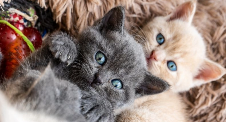 Britanski kratkodlaki mačići s rodovnikom Spremni za odlazak
