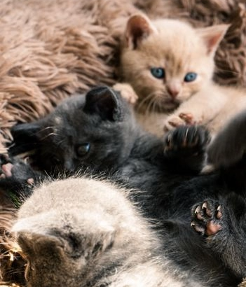 Britanski kratkodlaki mačići s rodovnikom Spremni za odlazak