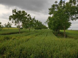 Poljoprivredno zemljište -Tenja