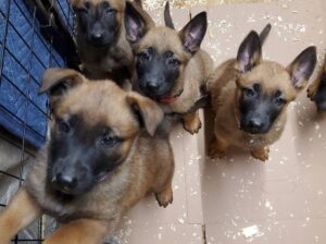 Beautiful Belgian Malinois puppies Whatsapp +33761266031