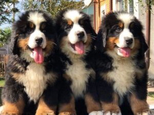 Bernese mountain dog puppies registered KC