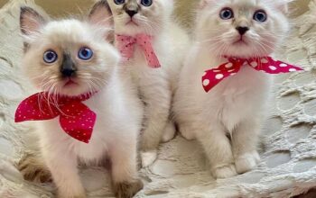 beautiful purebred ragdoll kittens ready Whatsapp +33761266031