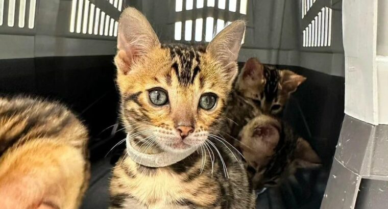Stunning Bengal kittens Whatsapp +33761266031