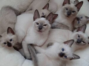 beautiful Siamese cats Whatsapp +33761266031