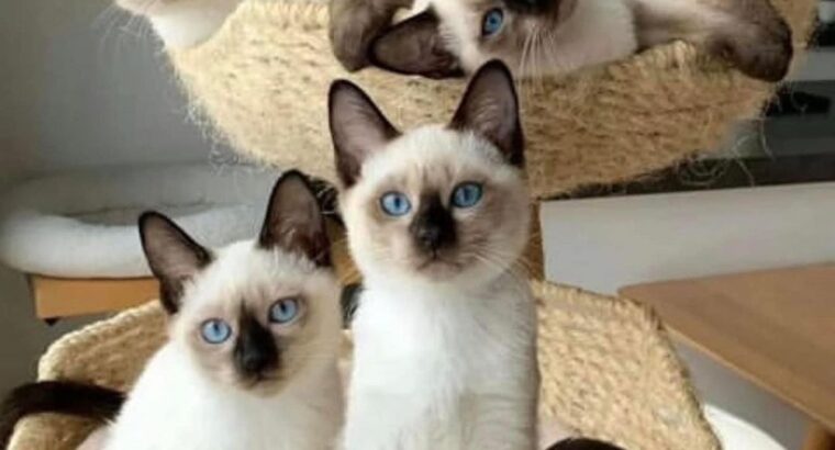 beautiful Siamese cats Whatsapp +33761266031