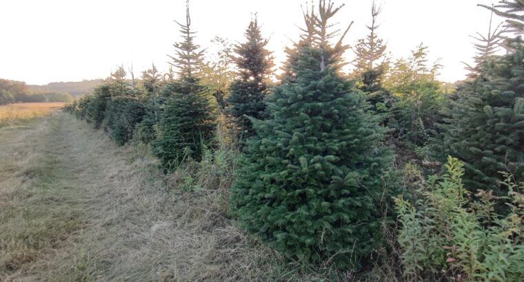 Božićna drvca – nordijska jela, 1.5 – 3 m prodajem