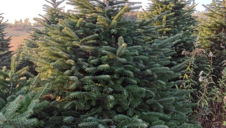Božićna drvca – nordijska jela, 1.5 – 3 m prodajem