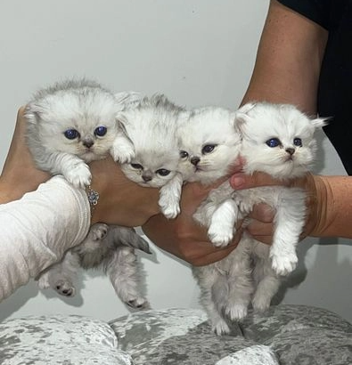 Perzijski mačići činčila sa bijelim srebrnim vrhom