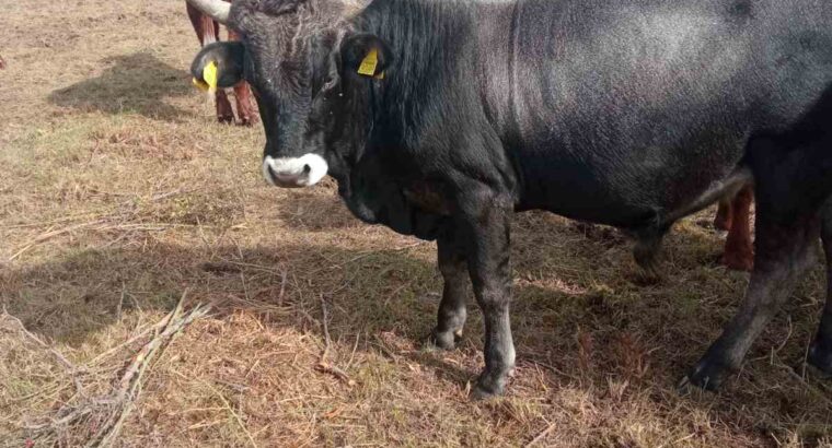 Mladi bik-istarsko govedo
